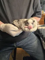 Noodle, a male Miniature Australian Shepherd for sale in Ames, IA – Photo 2 of 6