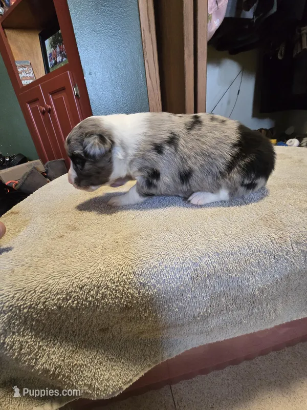 Noodle – Miniature Australian Shepherd puppy for sale in Ames, IA