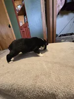 Fern, a female Miniature Australian Shepherd for sale in Ames, IA – Photo 5 of 6