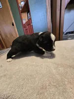 Fern, a female Miniature Australian Shepherd for sale in Ames, IA – Photo 3 of 6