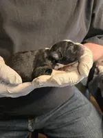 Fern, a female Miniature Australian Shepherd for sale in Ames, IA – Photo 2 of 6