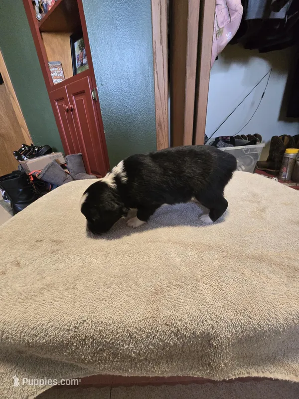 Fern – Miniature Australian Shepherd puppy for sale in Ames, IA