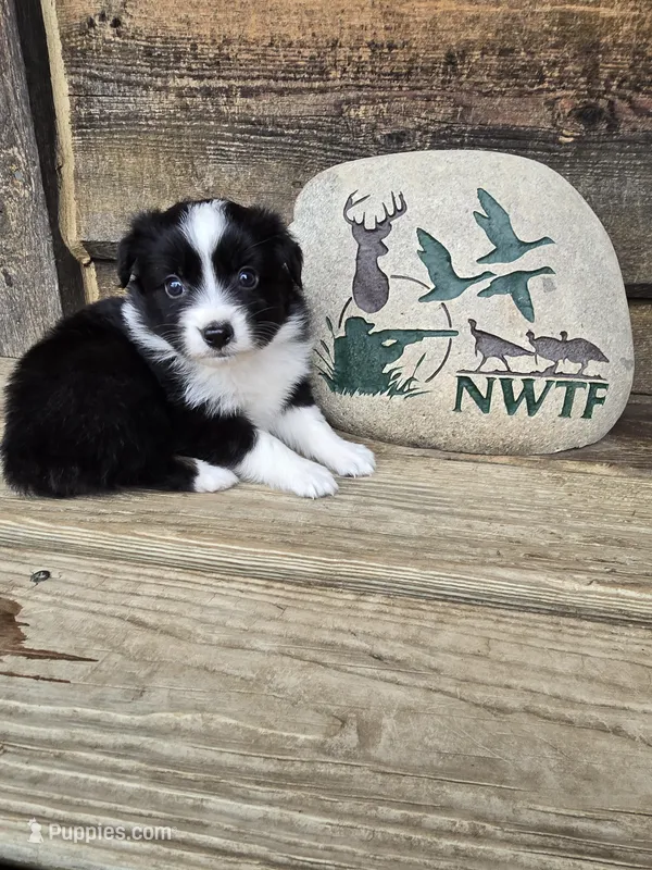 Fern – Miniature Australian Shepherd puppy for sale in Ames, IA