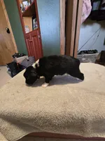 Fern, a female Miniature Australian Shepherd for sale in Ames, IA – Photo 6 of 6