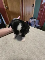 Fern, a female Miniature Australian Shepherd for sale in Ames, IA – Photo 4 of 6