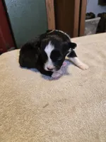 Hazel, a female Miniature Australian Shepherd for sale in Ames, IA – Photo 3 of 5