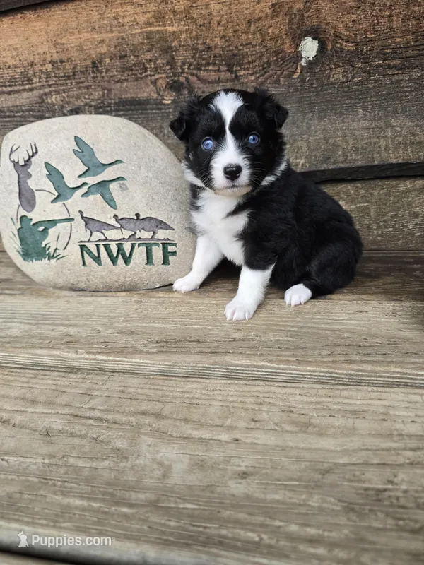 Hazel – Miniature Australian Shepherd puppy for sale in Ames, IA