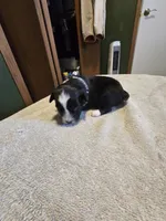 Hazel, a female Miniature Australian Shepherd for sale in Ames, IA – Photo 4 of 5