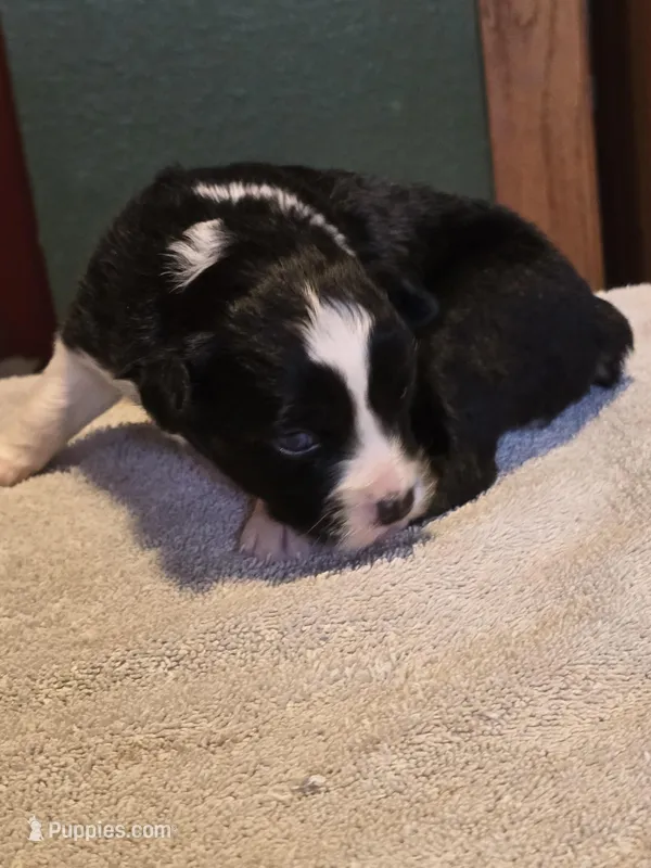 Hazel – Miniature Australian Shepherd puppy for sale in Ames, IA