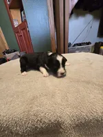 Hazel, a female Miniature Australian Shepherd for sale in Ames, IA – Photo 5 of 5