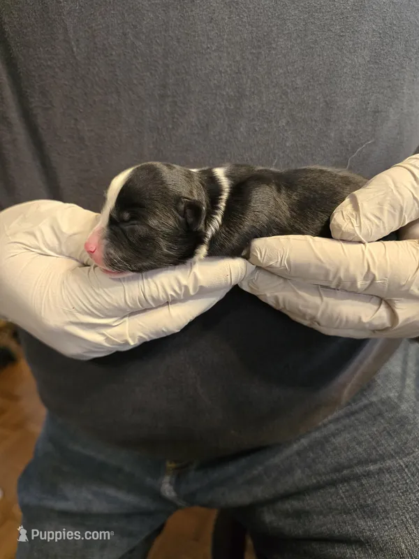 Two, a female Miniature Australian Shepherd for sale in Ames, IA – Photo 1 of 1