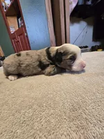 Waffle, a male Miniature Australian Shepherd for sale in Ames, IA – Photo 4 of 5