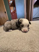 Waffle, a male Miniature Australian Shepherd for sale in Ames, IA – Photo 5 of 5