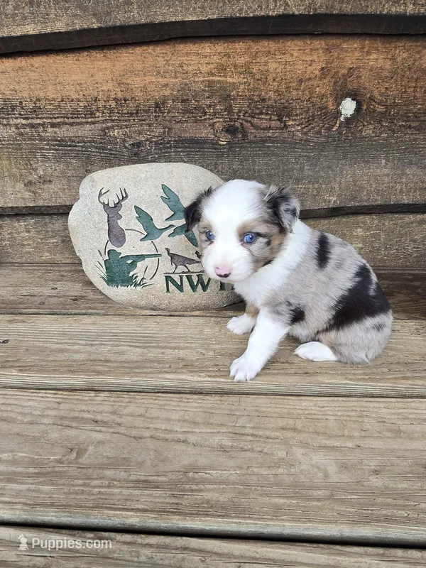 Waffle – Miniature Australian Shepherd puppy for sale in Ames, IA