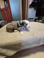 Waffle, a male Miniature Australian Shepherd for sale in Ames, IA – Photo 3 of 5