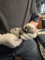 Waffle, a male Miniature Australian Shepherd for sale in Ames, IA – Photo 2 of 5