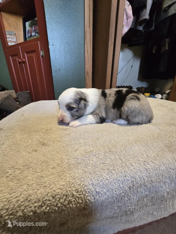 Nine – Miniature Australian Shepherd puppy for sale in Ames, IA