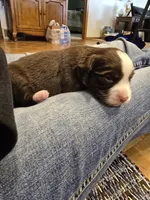 RT, a female Miniature Australian Shepherd for sale in Ames, IA – Photo 6 of 7