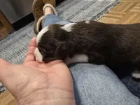 RT, a female Miniature Australian Shepherd for sale in Ames, IA – Photo 2 of 7