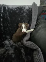 RT, a female Miniature Australian Shepherd for sale in Ames, IA – Photo 5 of 7