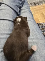 RT, a female Miniature Australian Shepherd for sale in Ames, IA – Photo 3 of 7