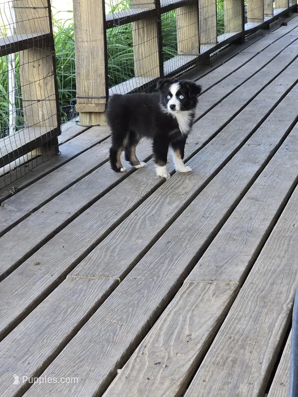 Cookie – Miniature Australian Shepherd puppy for sale in Ames, IA