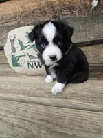 Cookie, a male Miniature Australian Shepherd for sale in Ames, IA – 3 of 8