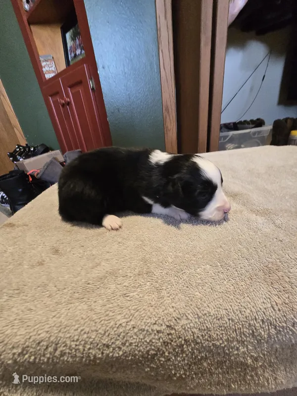 Cookie – Miniature Australian Shepherd puppy for sale in Ames, IA