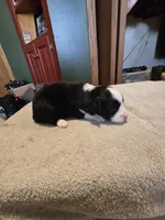 Cookie, a male Miniature Australian Shepherd for sale in Ames, IA – Photo 1 of 5