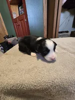 Cookie, a male Miniature Australian Shepherd for sale in Ames, IA – Photo 5 of 5