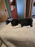 Cookie, a male Miniature Australian Shepherd for sale in Ames, IA – Photo 4 of 5