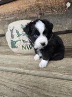 Cookie, a male Miniature Australian Shepherd for sale in Ames, IA – 4 of 8