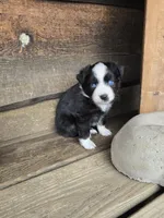 Cookie, a male Miniature Australian Shepherd for sale in Ames, IA – 7 of 8