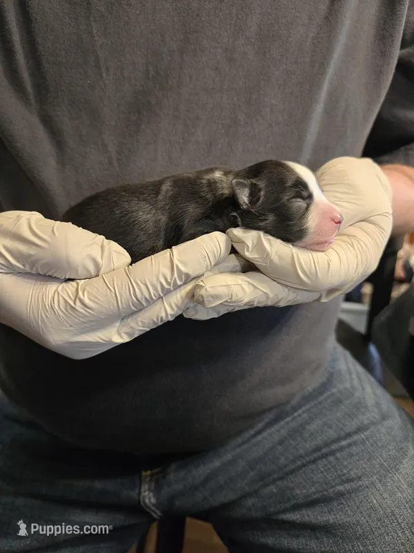 Five – Miniature Australian Shepherd puppy for sale in Ames, IA