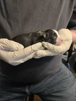 Cookie, a male Miniature Australian Shepherd for sale in Ames, IA – Photo 2 of 5