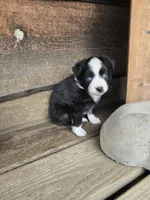 Cookie, a male Miniature Australian Shepherd for sale in Ames, IA – 8 of 8