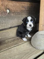 Cookie, a male Miniature Australian Shepherd for sale in Ames, IA – 5 of 8