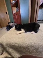 Cookie, a male Miniature Australian Shepherd for sale in Ames, IA – Photo 3 of 5