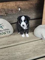 Cookie, a male Miniature Australian Shepherd for sale in Ames, IA – 6 of 8