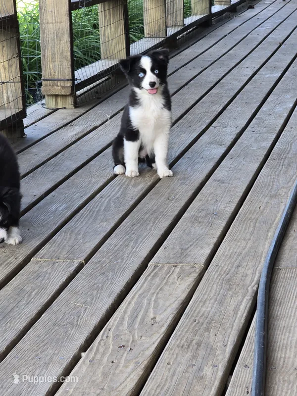 Pepper – Miniature Australian Shepherd puppy for sale in Ames, IA