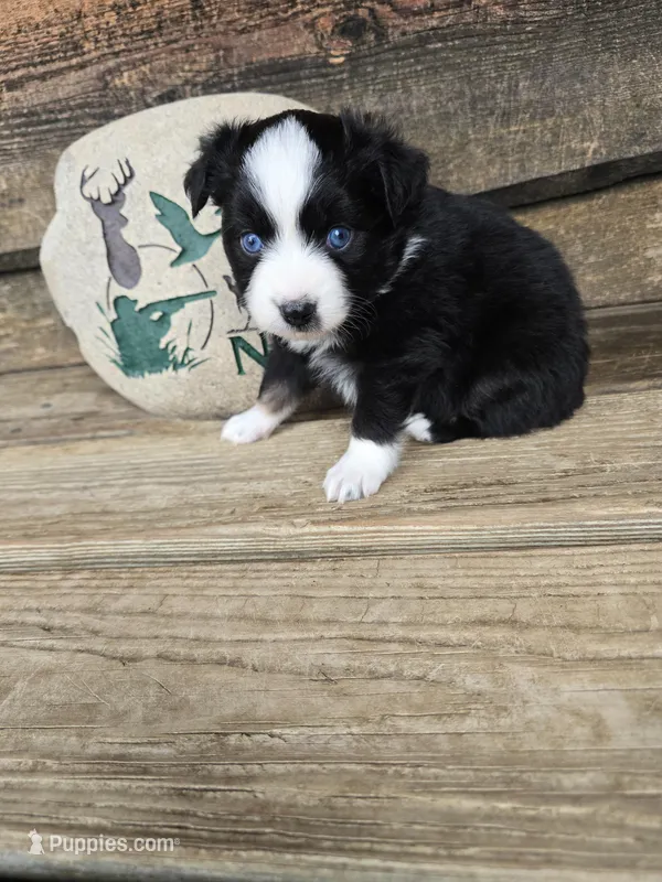 Cookie – Miniature Australian Shepherd puppy for sale in Ames, IA
