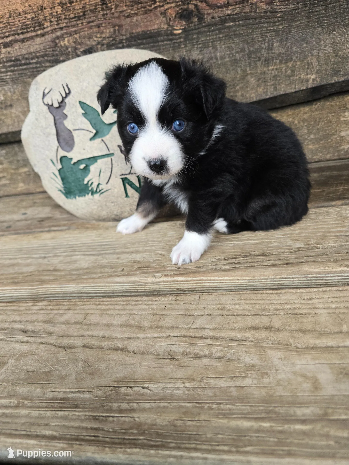 Cookie, a male Miniature Australian Shepherd for sale in Ames, IA – 1 of 8