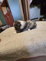 Tater, a male Miniature Australian Shepherd for sale in Ames, IA – Photo 3 of 4