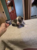 Tater, a male Miniature Australian Shepherd for sale in Ames, IA – Photo 4 of 4