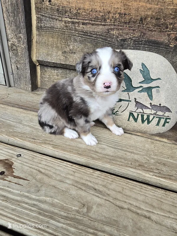 Tater – Miniature Australian Shepherd puppy for sale in Ames, IA