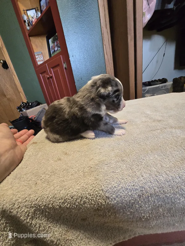 Tater – Miniature Australian Shepherd puppy for sale in Ames, IA