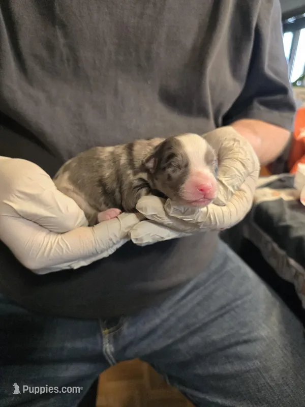 Ten – Miniature Australian Shepherd puppy for sale in Ames, IA