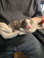 Tater, a male Miniature Australian Shepherd for sale in Ames, IA – Photo 2 of 4