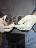 Olive, a female Miniature Australian Shepherd for sale in Ames, IA – Photo 2 of 5