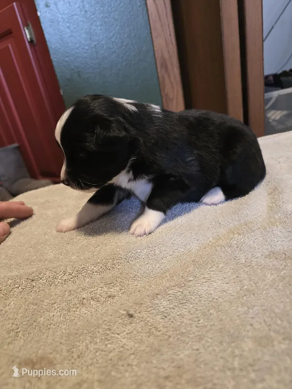 Olive – Miniature Australian Shepherd puppy for sale in Ames, IA